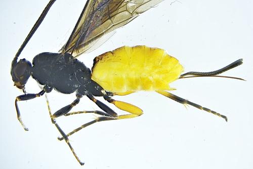 Réf. 310 344 : Bracon sp.